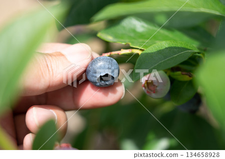 一名男子正在採摘成熟的藍莓（7月） 園藝生產 134658928