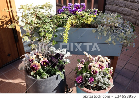 Frilled pansy planting and potting Frilled pansy planting and potting 134658950