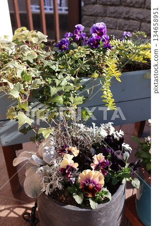 Frilled pansy planting and potting Frilled pansy planting and potting 134658951