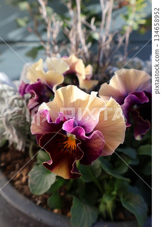 時尚的雙色褶邊三色堇 134658952