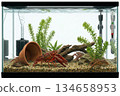 Aquariums that breed American crayfish 134658953