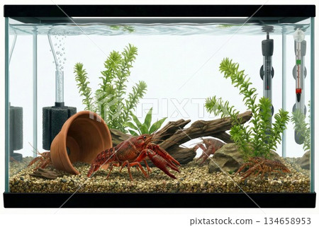 養殖美洲螯蝦的水族箱 134658953