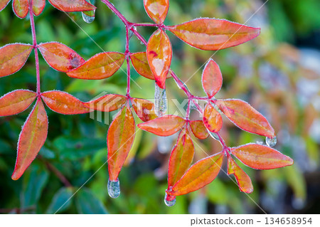 冬天來了。南天竹彩色葉片上的露水已經凍成了冰柱。 134658954