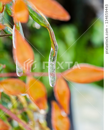 特寫鏡頭展現了凍結在彩色南天竹葉尖上的透明冰柱。 134659443