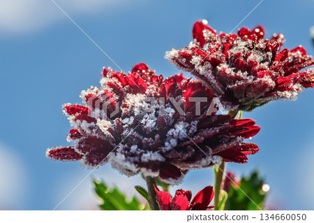 Under the blue sky, the first frost has fallen and the reddish-purple chrysanthemum flowers are frozen. A scene from late autumn to early winter. Under the blue sky, the first frost has fallen and the reddish-purple chrysanthemum flowers are frozen. A scene from late autumn to early winter. 134660050