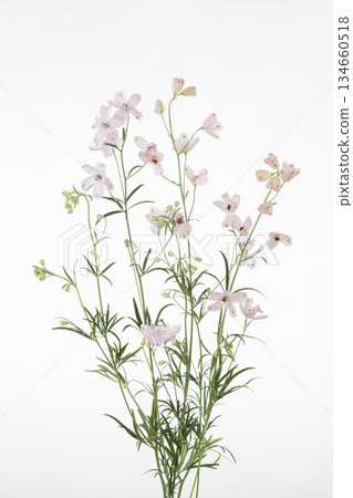 翠雀花（粉紅色） 134660518