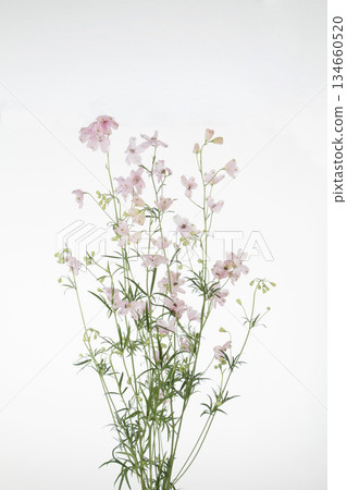 Delphinium (pink) 134660520