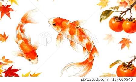 Two Nishikigoi Carp Dancing in the Autumn Leaves and Persimmons Japanese Style Autumn Illustration 134660549