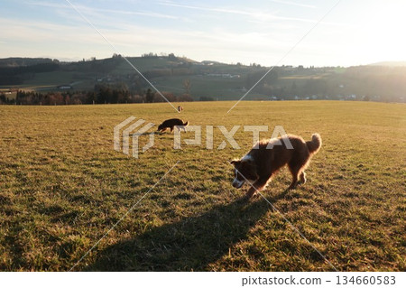 Two dogs are playing in a field 134660583