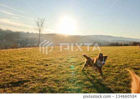 Dog is running in a field with the sun shining on it 134660584