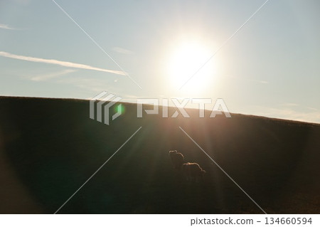 Horse is standing in the sun on a hill 134660594