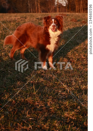 Brown and white dog is standing in a field Brown and white dog is standing in a field 134660596