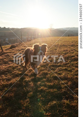 Dog is running in a field with the sun shining on it 134660597