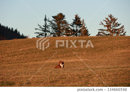 Dog is laying in a field of tall grass Dog is laying in a field of tall grass 134660598