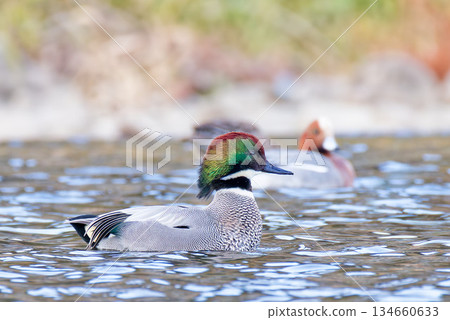 一隻雄性綠頭鴨,頭部很漂亮 一隻雄性綠頭鴨,頭部很漂亮 134660633