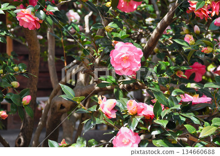 Kyoto Jizoin Temple (Camellia Temple) Five-colored double-petaled camellia (Kita Ward, Kyoto City, Kyoto Prefecture) 134660688