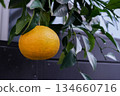 Mandarin oranges ready to eat 134660716