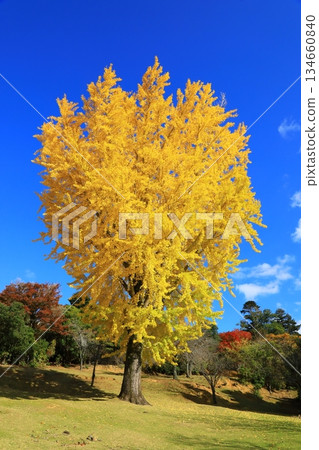 Ginkgo tree 134660840