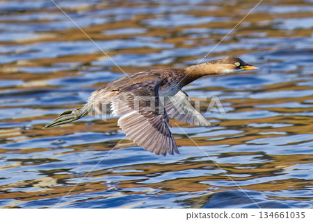 Little Grebe flying over the water 134661035