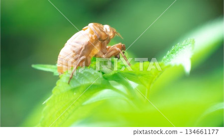 Cicada shell Cicada shell 134661177