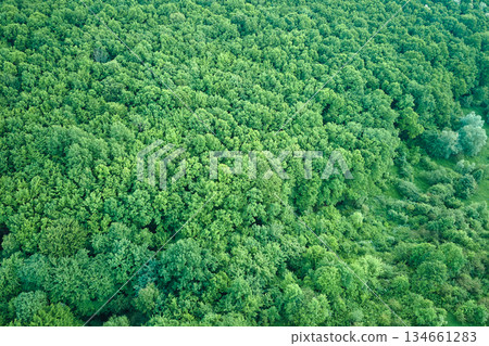 Top down flat aerial view of dark lush forest with green trees canopies in summer 134661283