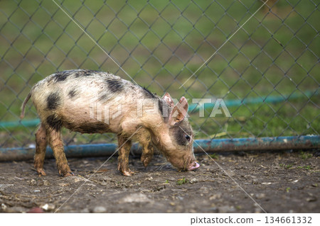 Small young funny dirty pink and black pig piglet standing outdoors on sunny farmyard. Sow farming, natural food production. Small young funny dirty pink and black pig piglet standing outdoors on sunny farmyard. Sow farming, natural food production. 134661332