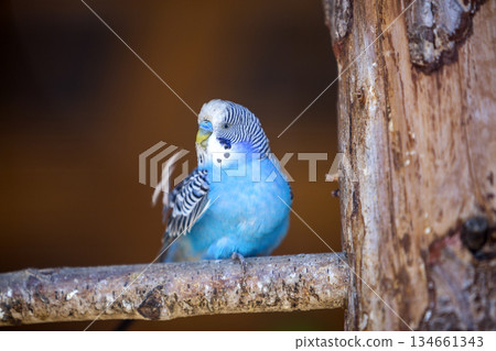 Small bright blue parrot bird sitting on tree branch on blurred copy space background. Keeping pets at home concept. 134661343