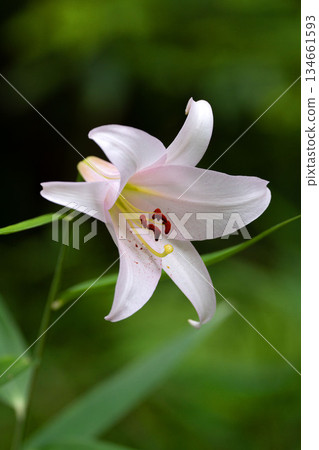 Sasayuri of Satoyama 134661593