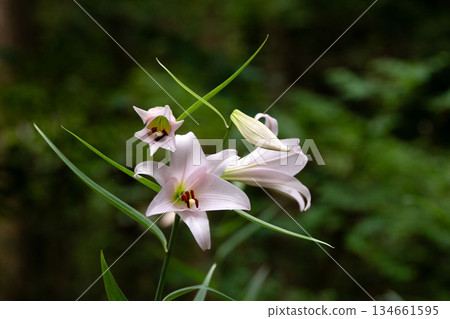 Sasayuri of Satoyama 134661595