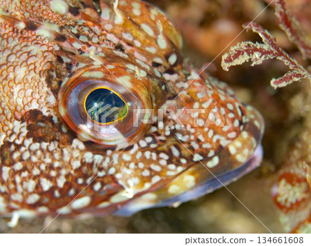 Scorpionfish eyes 02 Scorpionfish eyes 02 134661608