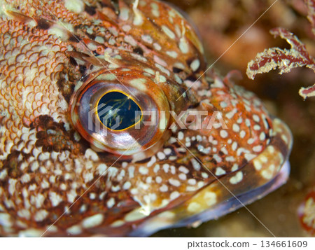 Scorpionfish eyes 01 Scorpionfish eyes 01 134661609