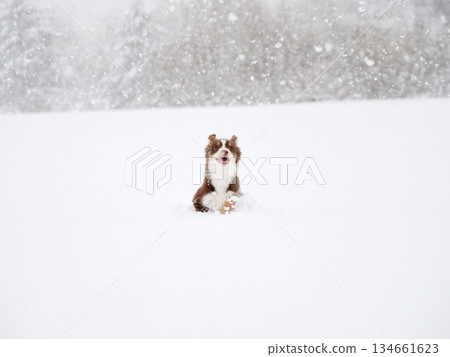 Dog is sitting in the snow Dog is sitting in the snow 134661623