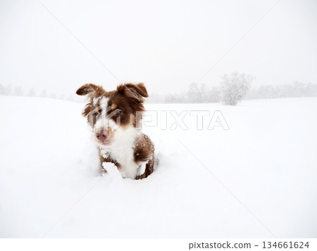 Small brown and white dog is in the snow 134661624