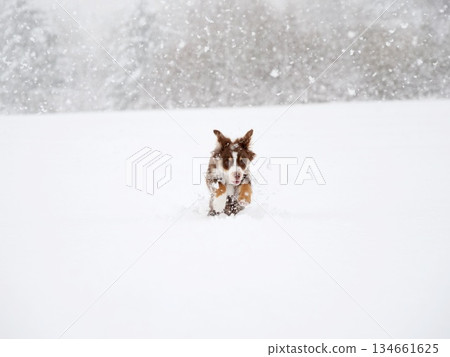 Dog is running through the snow in a field Dog is running through the snow in a field 134661625