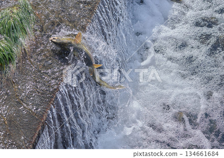 Salmon swimming upstream jumping Salmon swimming upstream jumping 134661684