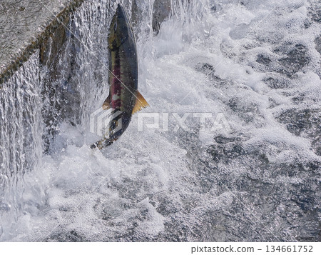 鮭魚逆流跳躍 鮭魚逆流跳躍 134661752