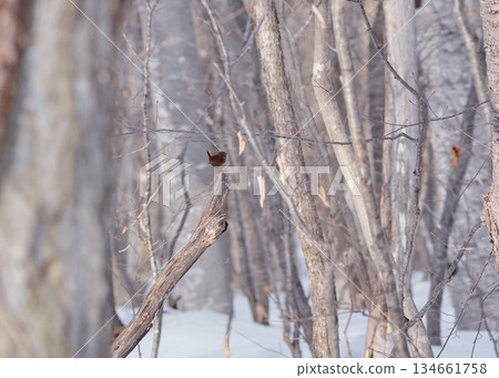 Wren in Winter Wren in Winter 134661758