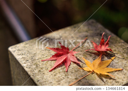 Fallen red and yellow maple leaves lined up on a stone (Autumn at Jakkoin Temple) Fallen red and yellow maple leaves lined up on a stone (Autumn at Jakkoin Temple) 134661814