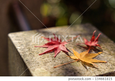 紅黃相間的楓葉整齊地排列在石頭上(秋日的邪光院) 紅黃相間的楓葉整齊地排列在石頭上(秋日的邪光院) 134661815