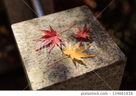 紅黃相間的楓葉整齊地排列在石頭上(秋日的邪光院) 紅黃相間的楓葉整齊地排列在石頭上(秋日的邪光院) 134661816