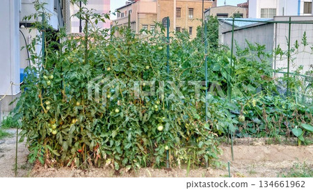 家庭花園 家庭花園 134661962