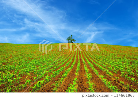 高峰會集會 134661963