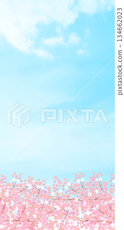 Cherry blossom spring landscape background Cherry blossom spring landscape background 134662023