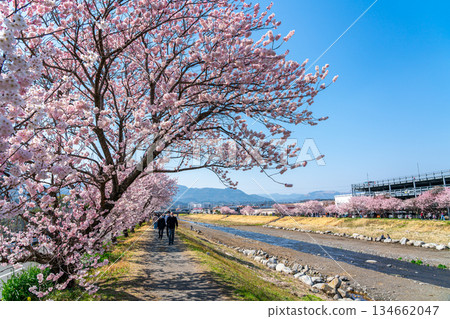 [Kanagawa Prefecture] Spring cherry blossoms blooming on Haruki-michi in Minamiashigara City 134662047