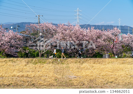 【神奈川縣】南足柄市春樹道上的春櫻盛開 134662051