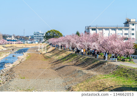 【神奈川縣】南足柄市春樹道上的春櫻盛開 【神奈川縣】南足柄市春樹道上的春櫻盛開 134662053