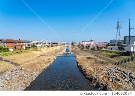 【神奈川縣】南足柄市徠川和春木道沿岸的春季櫻花盛開 134662054