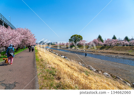 [Kanagawa Prefecture] Spring cherry blossoms blooming on Haruki-michi in Minamiashigara City 134662060