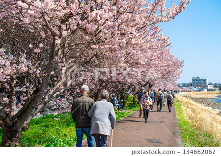 【神奈川縣】南足柄市春樹道上的春櫻盛開 134662062