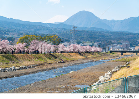【神奈川縣】南足柄市春樹道上的春櫻盛開 134662067